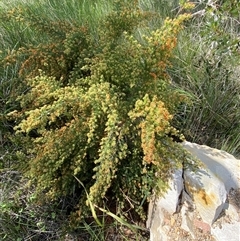 Pultenaea villosa at Wooli, NSW - 11 Sep 2024 11:55 AM