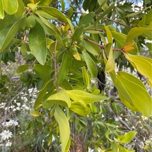 Persoonia sp. at Wooli, NSW - 11 Sep 2024 by Tapirlord