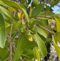 Persoonia stradbrokensis at Wooli, NSW - 11 Sep 2024 11:49 AM