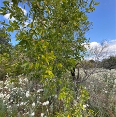 Persoonia stradbrokensis at Wooli, NSW - 11 Sep 2024 11:49 AM