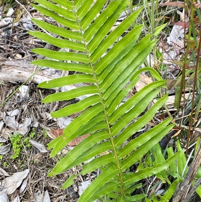 Telmatoblechnum indicum (Bungwall, Swampwater Fern) at Wooli, NSW - 11 Sep 2024 by Tapirlord