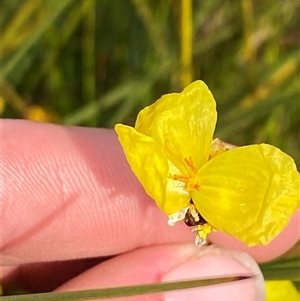 Xyris operculata at Wooli, NSW - 11 Sep 2024 by Tapirlord