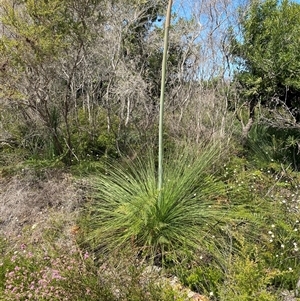 Xanthorrhoea fulva at Wooli, NSW - 11 Sep 2024 by Tapirlord