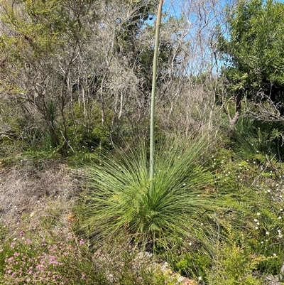 Xanthorrhoea fulva (Wallum Grasstree) at Wooli, NSW - 11 Sep 2024 by Tapirlord