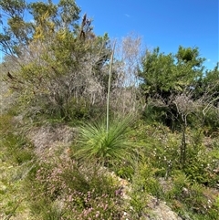 Xanthorrhoea fulva at Wooli, NSW - 11 Sep 2024 11:40 AM