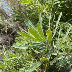 Banksia aemula (Wallum Banksia) at Wooli, NSW - 11 Sep 2024 by Tapirlord