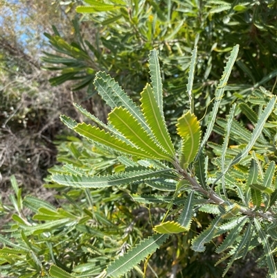 Banksia aemula (Wallum Banksia) at Wooli, NSW - 11 Sep 2024 by Tapirlord