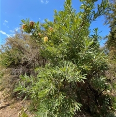 Banksia aemula at Wooli, NSW - 11 Sep 2024 11:39 AM