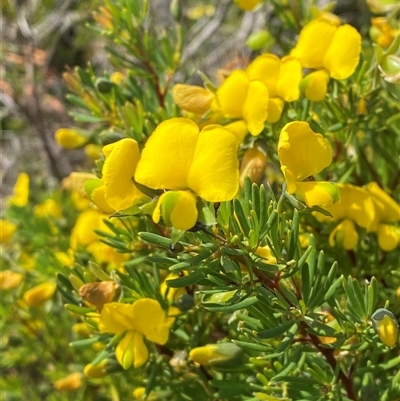 Gompholobium virgatum (Leafy Wedge Pea) at Wooli, NSW - 11 Sep 2024 by Tapirlord