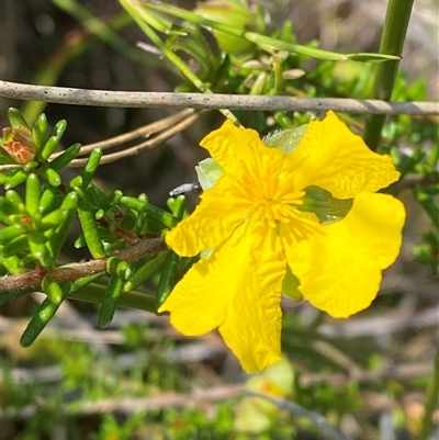 Hibbertia vestita (Hairy Guinea Flower) at Wooli, NSW - 11 Sep 2024 by Tapirlord