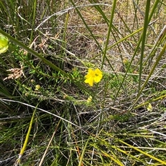 Hibbertia vestita at Wooli, NSW - 11 Sep 2024 11:36 AM