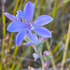 Thelymitra purpurata (Wallum Sun Orchid) at Wooli, NSW - 11 Sep 2024 by Tapirlord