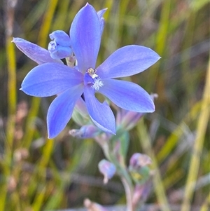 Thelymitra purpurata at Wooli, NSW - suppressed