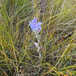 Thelymitra purpurata at Wooli, NSW - suppressed