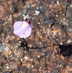 Utricularia lateriflora at Wooli, NSW - 11 Sep 2024 by Tapirlord