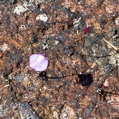 Utricularia lateriflora at Wooli, NSW - suppressed