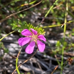 Bauera capitata (Clustered Bauera) at Wooli, NSW - 11 Sep 2024 by Tapirlord