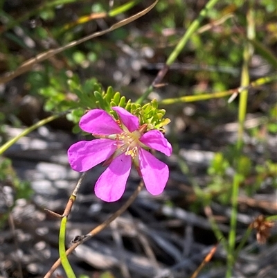 Bauera capitata (Clustered Bauera) at Wooli, NSW - 11 Sep 2024 by Tapirlord