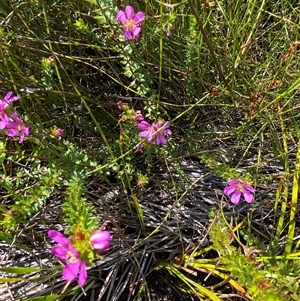 Bauera capitata at Wooli, NSW - 11 Sep 2024 11:22 AM