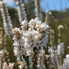 Epacris microphylla (Coral Heath) at Wooli, NSW - 11 Sep 2024 by Tapirlord