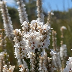 Epacris microphylla at Wooli, NSW - 11 Sep 2024 by Tapirlord