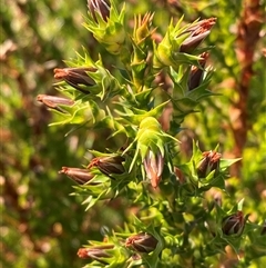 Sprengelia sprengelioides (Sprengelia) at Wooli, NSW - 11 Sep 2024 by Tapirlord