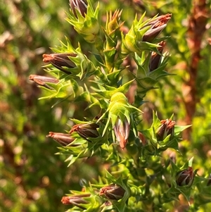 Sprengelia sprengelioides at Wooli, NSW - 11 Sep 2024 by Tapirlord