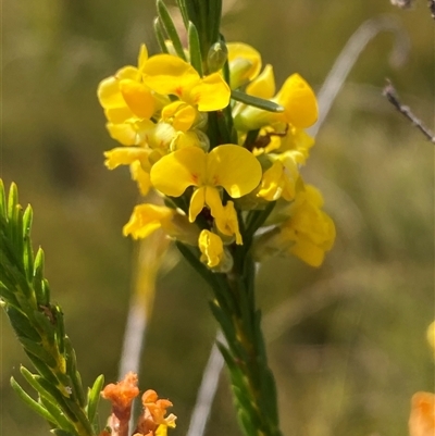 Dillwynia floribunda (Flowery Parrot-pea, Showy Parrot-pea) at Wooli, NSW - 11 Sep 2024 by Tapirlord