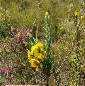 Dillwynia floribunda at Wooli, NSW - 11 Sep 2024 11:20 AM