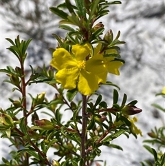 Hibbertia linearis (Showy Guinea Flower) at Wooli, NSW - 11 Sep 2024 by Tapirlord