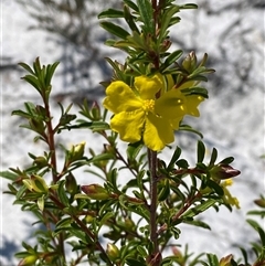 Hibbertia linearis at Wooli, NSW - 11 Sep 2024 11:13 AM