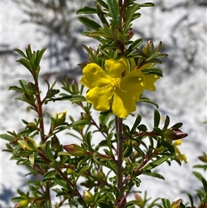 Hibbertia linearis at Wooli, NSW - 11 Sep 2024 11:13 AM