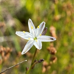 Caesia parviflora var. parviflora (A Grass-lily) at Wooli, NSW - 11 Sep 2024 by Tapirlord