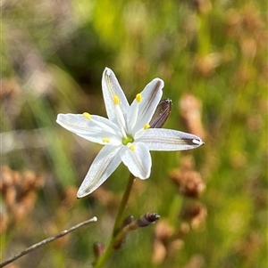 Caesia parviflora var. parviflora at Wooli, NSW - 11 Sep 2024 by Tapirlord