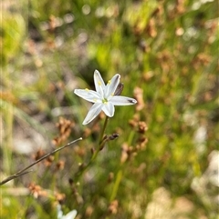 Caesia parviflora var. parviflora at Wooli, NSW - 11 Sep 2024 11:12 AM