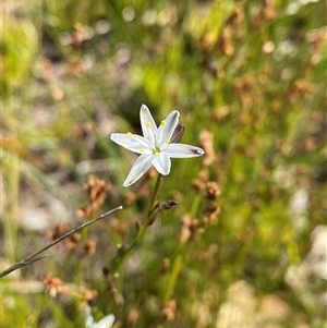 Caesia parviflora var. parviflora at Wooli, NSW - 11 Sep 2024 11:12 AM