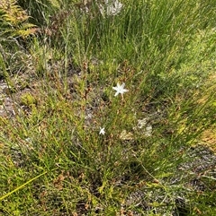 Caesia parviflora var. parviflora at Wooli, NSW - 11 Sep 2024 11:12 AM