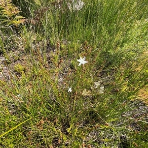 Caesia parviflora var. parviflora at Wooli, NSW - 11 Sep 2024 11:12 AM