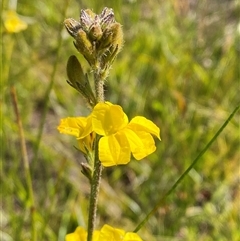 Goodenia stelligera (Wallum Goodenia) at Wooli, NSW - 11 Sep 2024 by Tapirlord