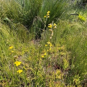 Goodenia stelligera at Wooli, NSW - 11 Sep 2024 11:11 AM