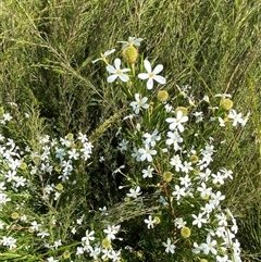 Ricinocarpos pinifolius (wedding bush) at Wooli, NSW - 11 Sep 2024 by Tapirlord