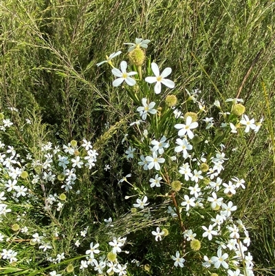 Ricinocarpos pinifolius (wedding bush) at Wooli, NSW - 11 Sep 2024 by Tapirlord