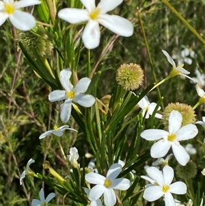 Ricinocarpos pinifolius at Wooli, NSW - 11 Sep 2024 11:11 AM