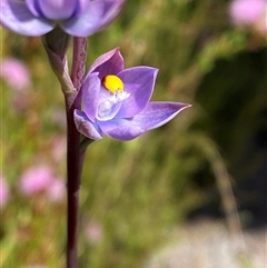 Thelymitra malvina (Mauve-tuft Sun-orchid) at Wooli, NSW - 11 Sep 2024 by Tapirlord