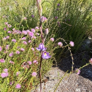 Thelymitra malvina at Wooli, NSW - suppressed