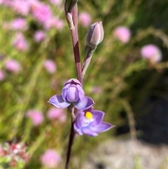 Thelymitra malvina at Wooli, NSW - suppressed
