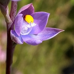 Thelymitra malvina at Wooli, NSW - suppressed