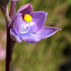 Thelymitra malvina at Wooli, NSW - suppressed