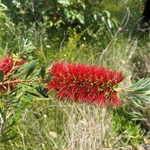 Melaleuca pachyphylla at Wooli, NSW - 11 Sep 2024 11:01 AM