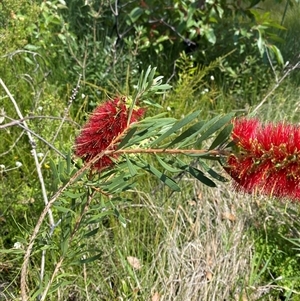 Melaleuca pachyphylla at Wooli, NSW - 11 Sep 2024 11:01 AM